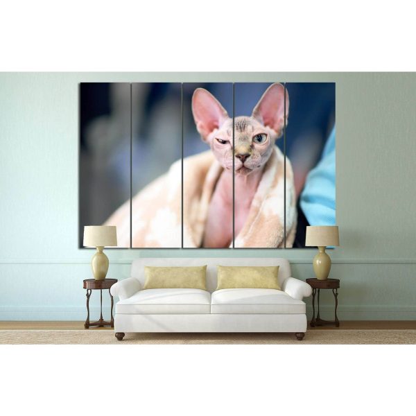 Serious cat №13 Ready to Hang Canvas Print Hot on Sale - Image 3
